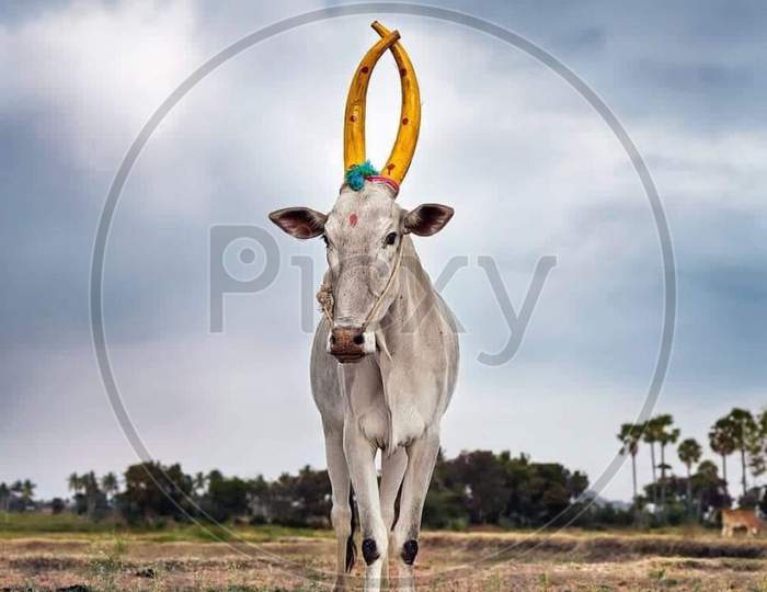 A cow in a village