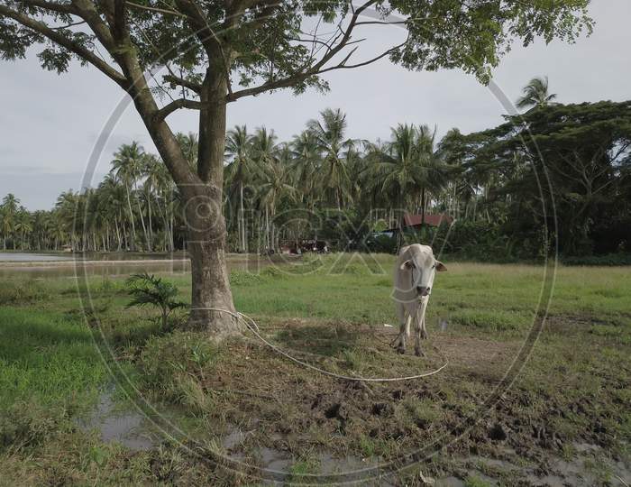 A Cow Tied To A Tree. Background Is Coconut Plantation.