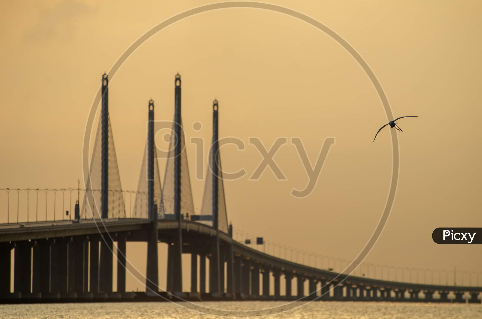 A Bird Flying Over Penang Second Bridge In Morning.