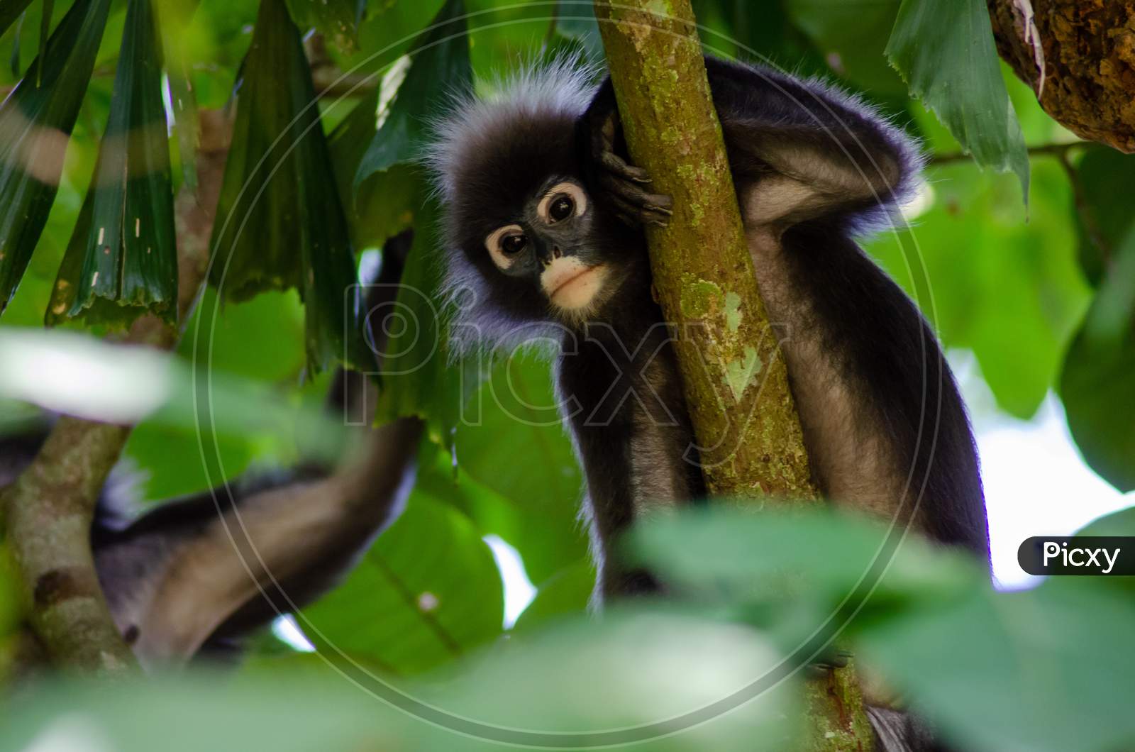 The Dusky Leaf Monkey, Langur At Penang Forest.