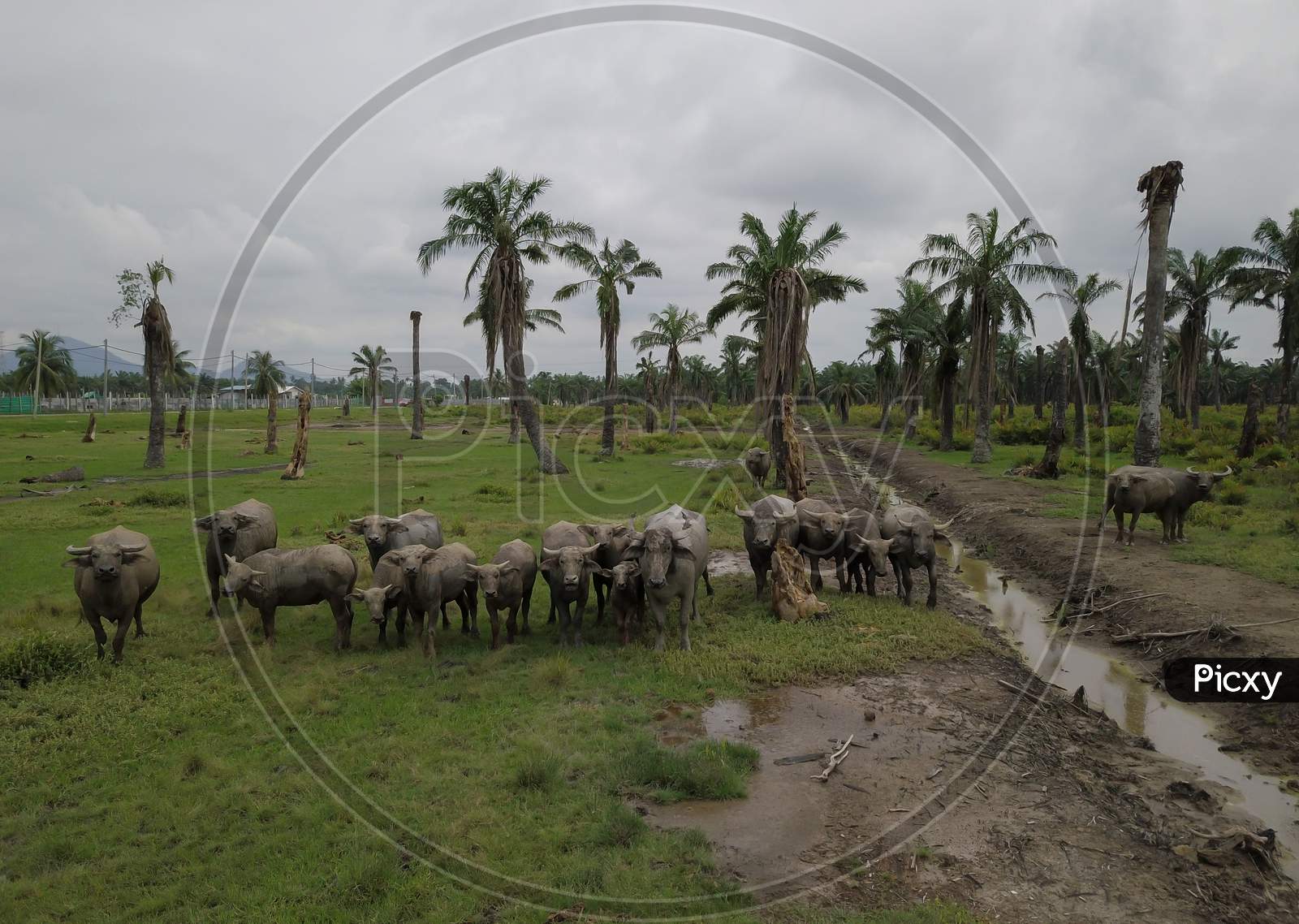 Group Of Buffaloes Stand At Oil Palm Estate.
