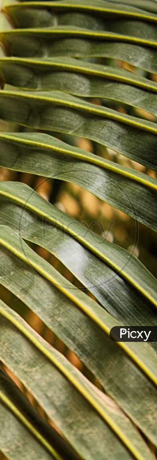 This Is A Closeup Picture Of A Coconut Tree Leaves.