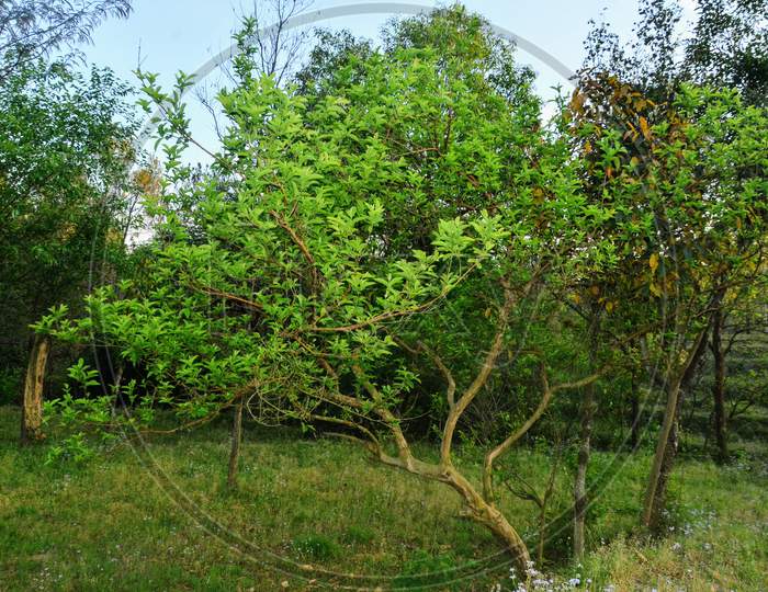 Gauva Fruit Tree in Jungle Himachal Pradesh India