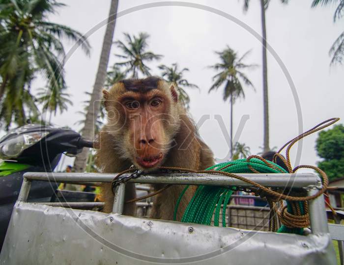 Monkey In Kampung Near Kelantan.
