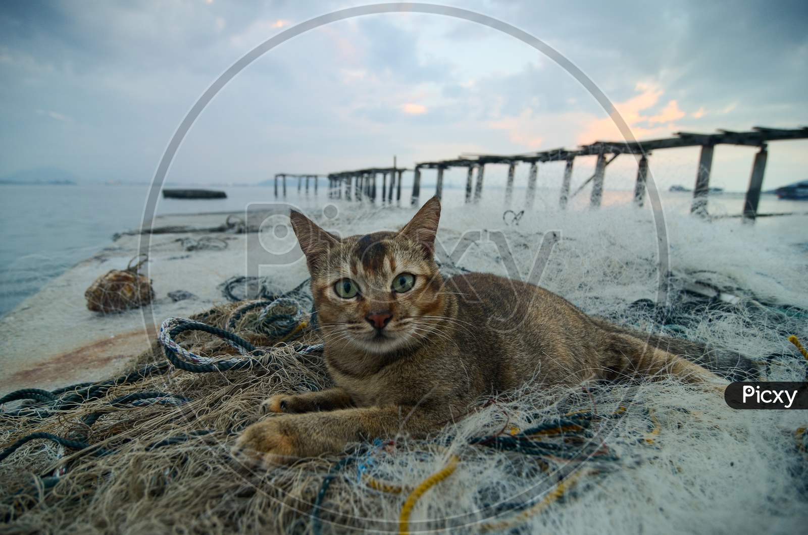 Image of Cute Cat Sits Near The Fishing Net With Broken Bridge At