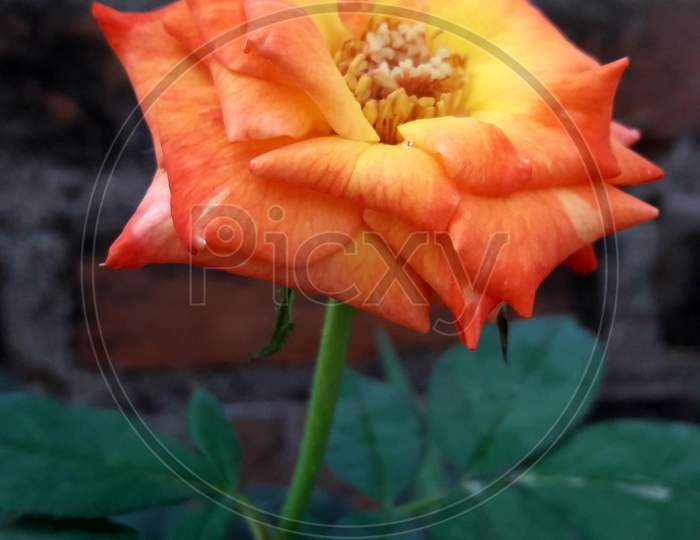 Orange Rose Flower With Leaves