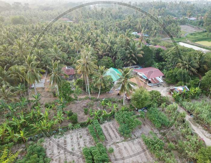 Green Plantation At Rural Area Of Malays Kampung.