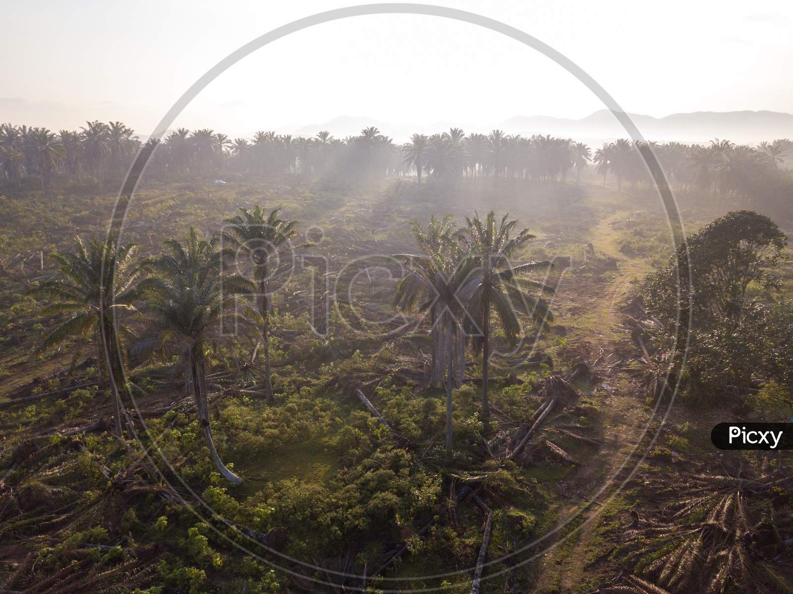 Aerial View Land Cleared At Oil Palm Estate In Early Morning For Other Plantation.