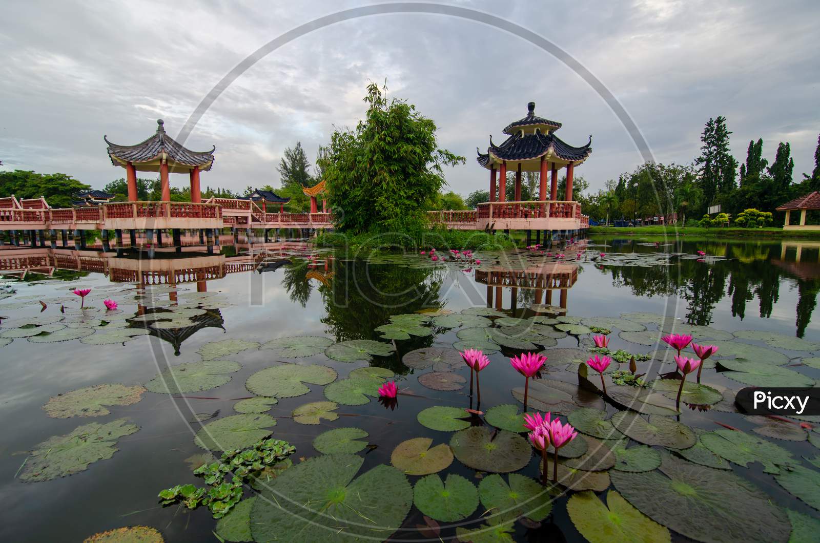 Melati Lake, Perlis, Malaysia With Foreground Lotus Flower.