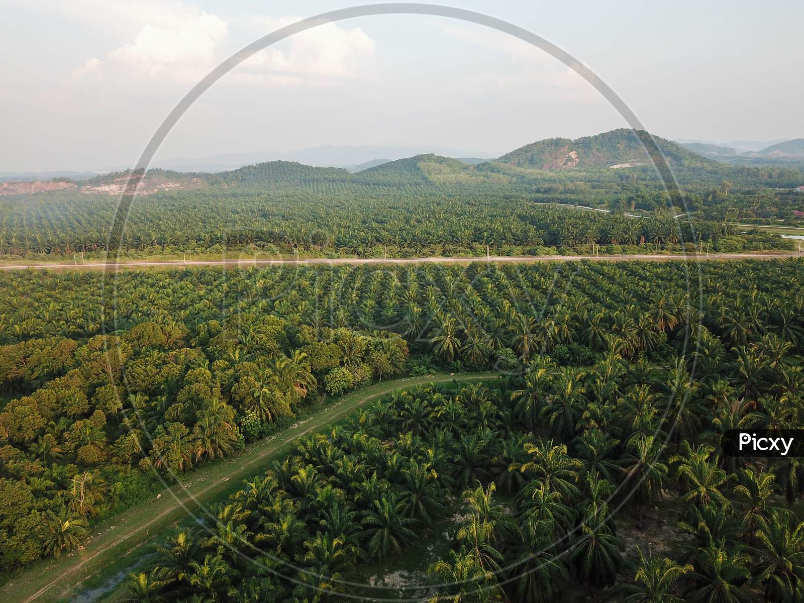 Aerial View A Path In Oil Palm Plantation.