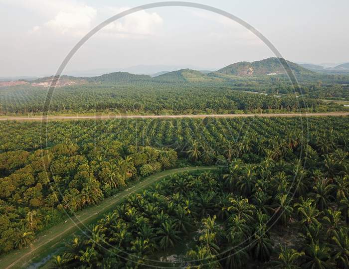 Aerial View A Path In Oil Palm Plantation.