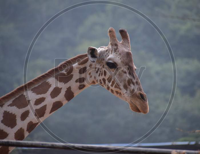 New Giraffes at Indiragandhi Zoological Park