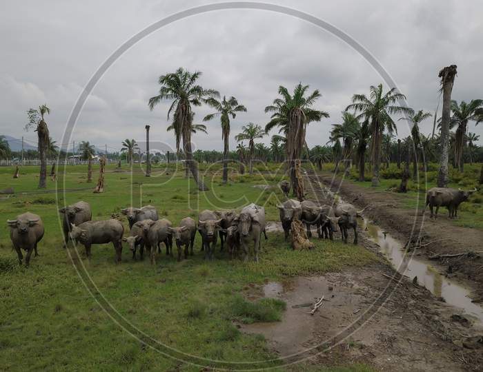 Group Of Buffaloes Stand At Oil Palm Estate.