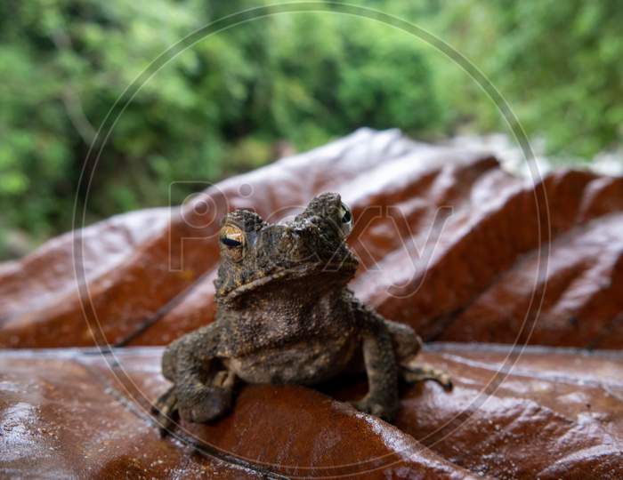 Toad On Leaf.