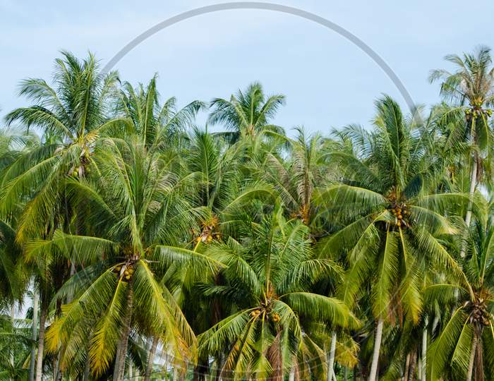 Coconut Trees Plantation.