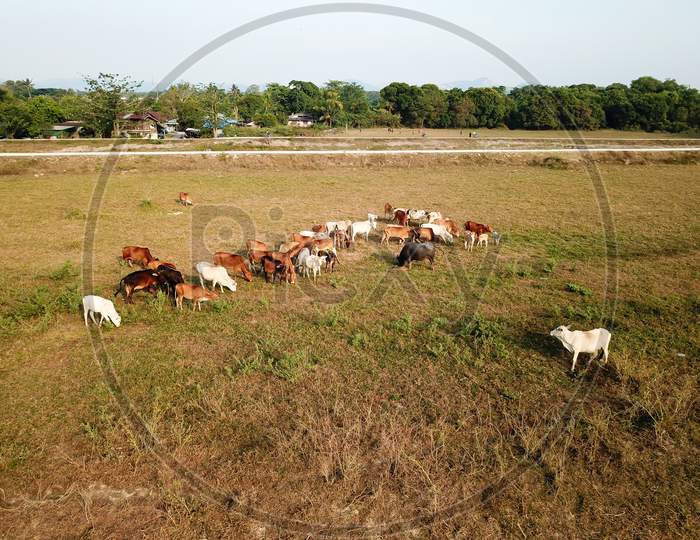 Cows Grazing Grass At Field Near Rural Area At Malays Kampung.