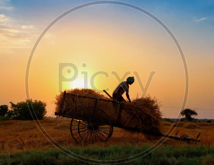 farmer handling dried grass during the harvest time