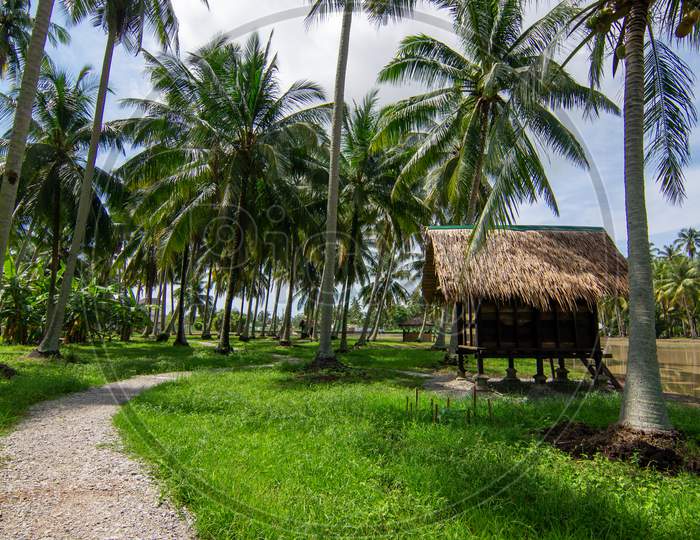 A Path Toward Wooden Hut In Coconut Farm.