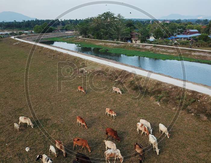 Vertical View Cows Grazing Grass Near Malays Village.
