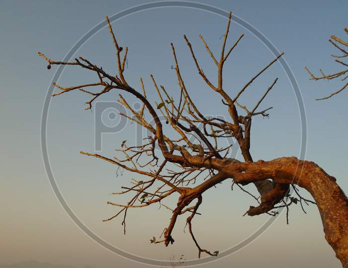 Leafless Tree Over Sky Background