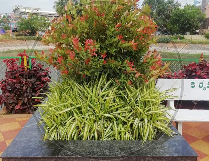 Multi colored plant in a garden