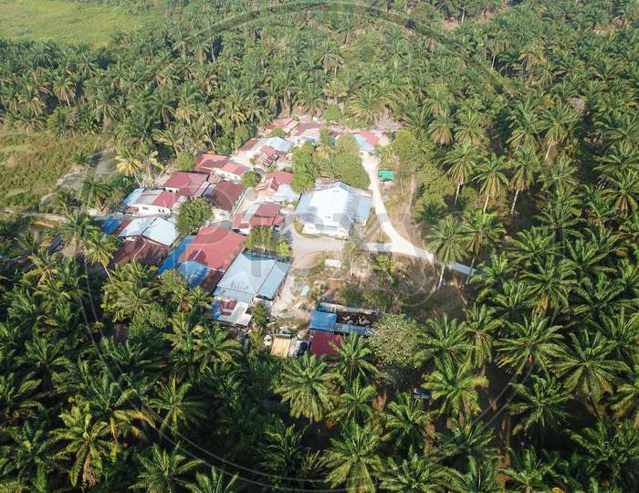 Oil Palm Plantation Near Rural Village.