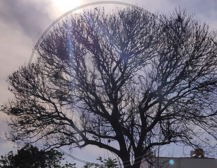 Sun and a beautiful silhouette of an old tree