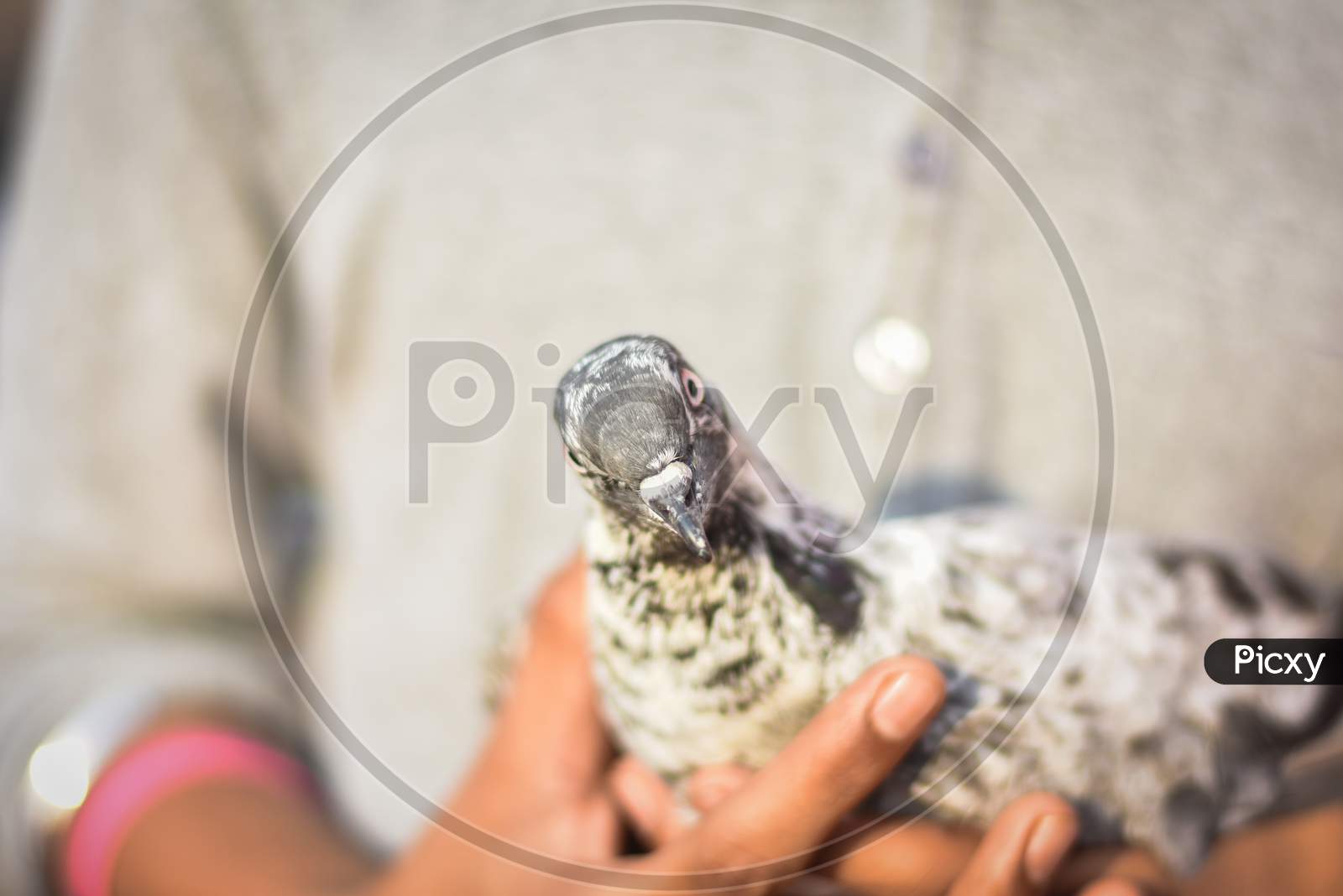 boy hand holding a black and white pigeon with blur background