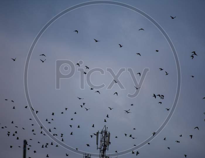 MURMURATION (group of birds flying) in the sky Due to less pollution