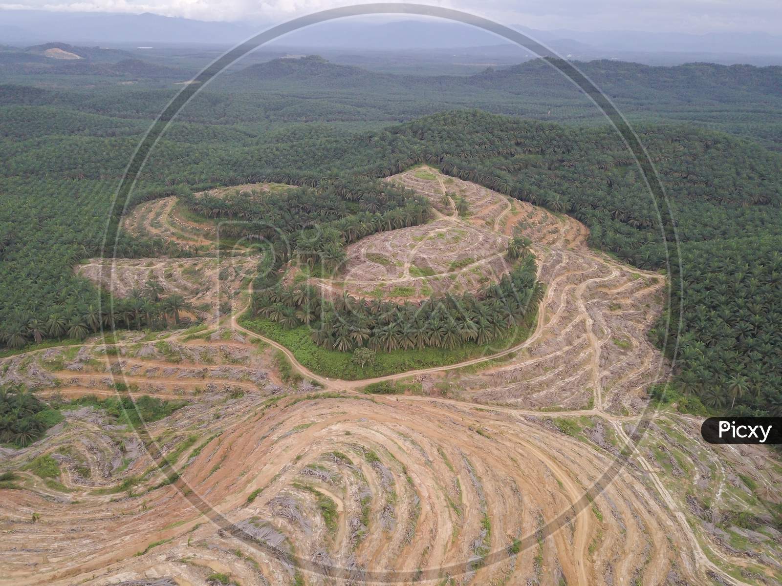 Aerial View Oil Palm Clearing At Hillside At Kedah.