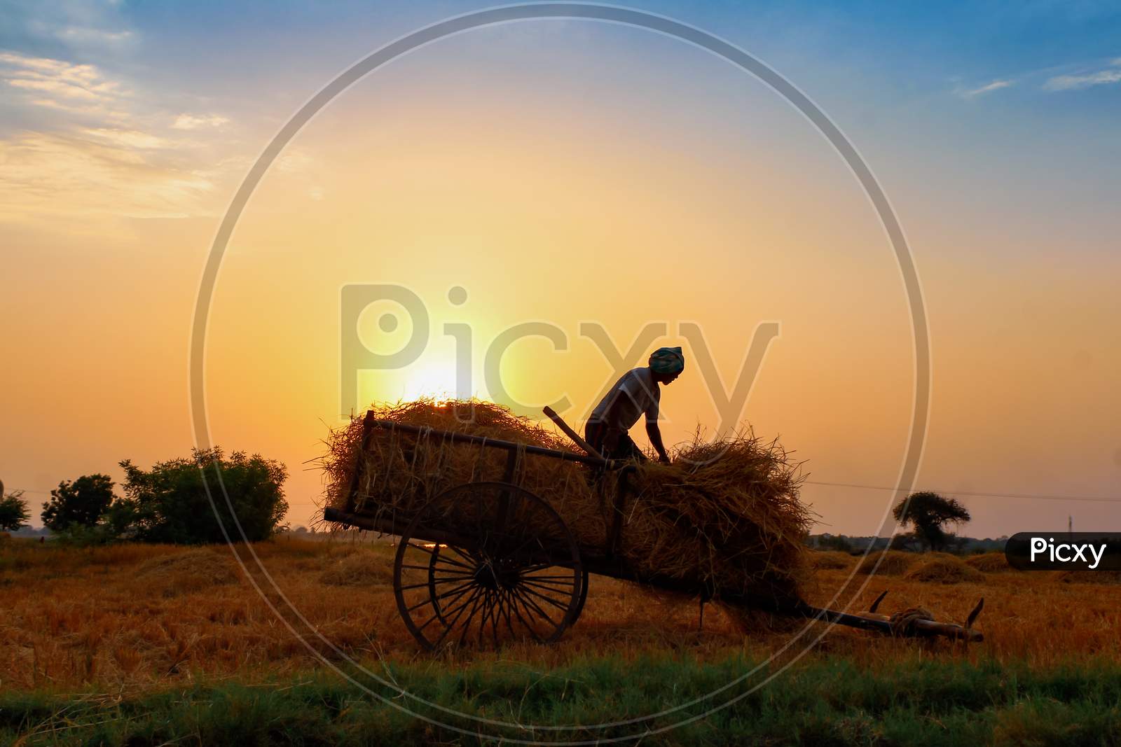 farmer handling dried grass during the harvest time