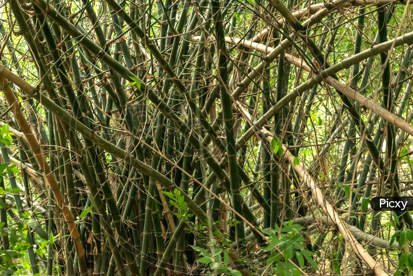 Bamboo forest. Jungle background in India, deep forest