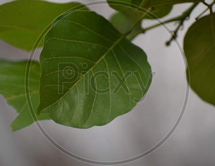 A leaf of banyan tree