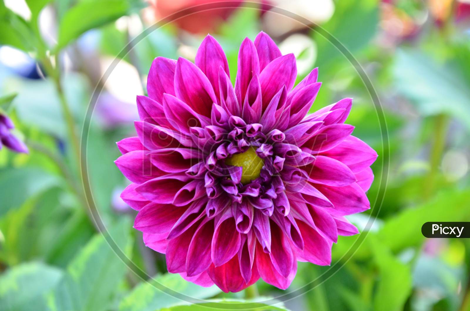 Beautiful flower in the closeup