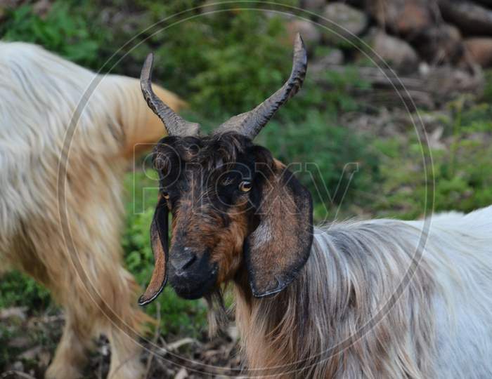 Goat at natural location Himachal pradesh India