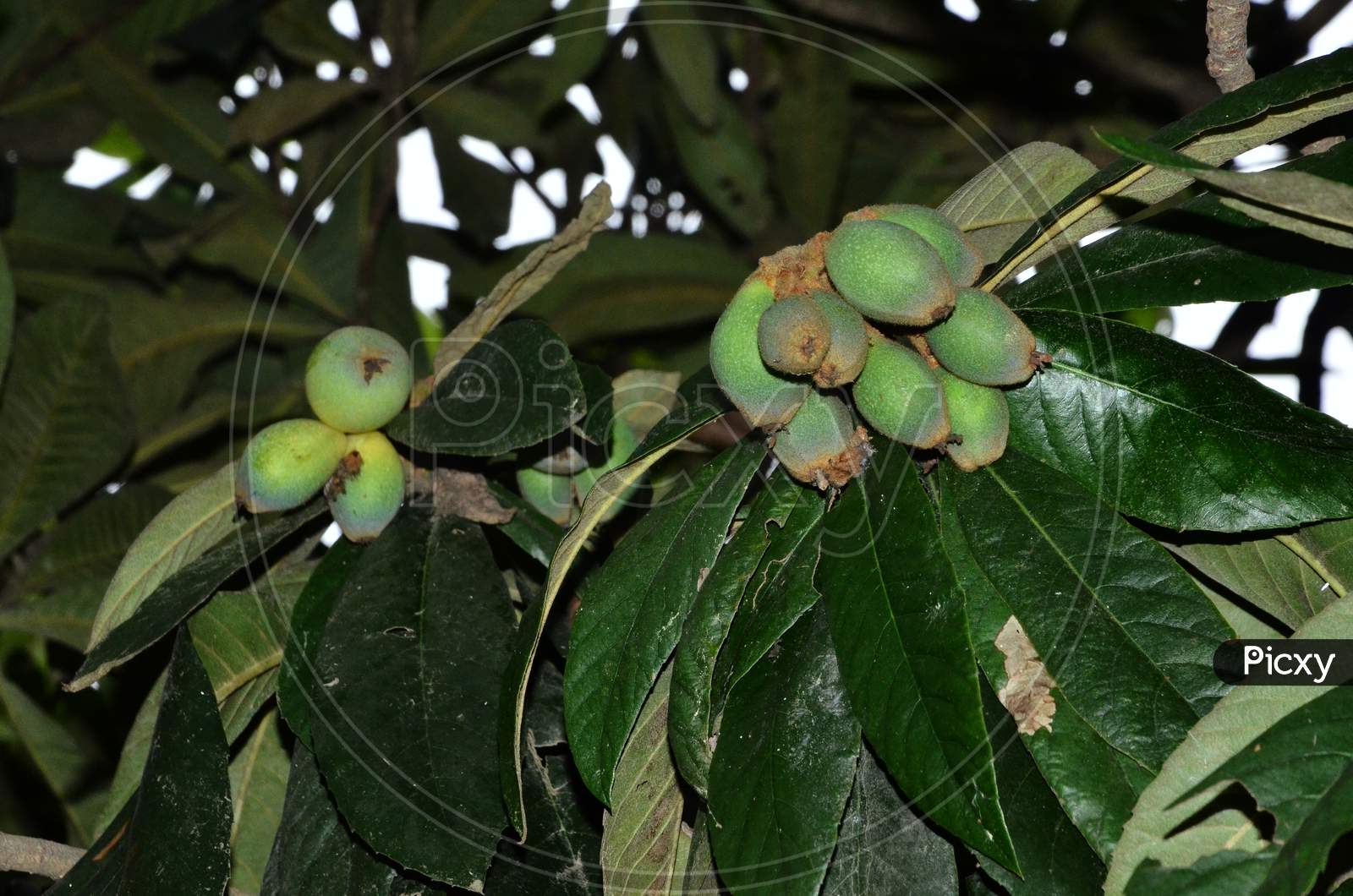 Raw Mangoes in Trees