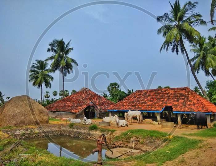 Cattle houses in East godavari