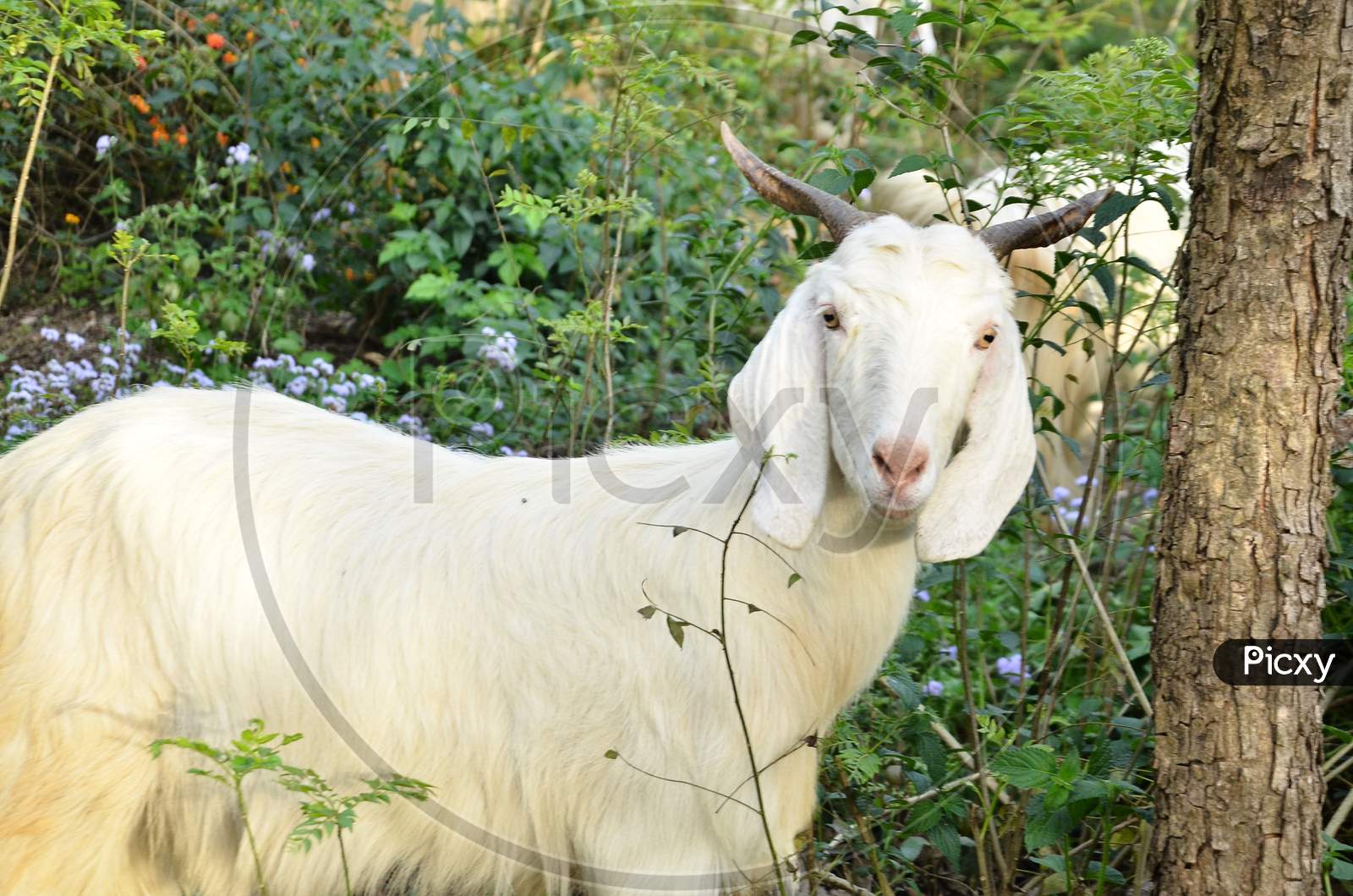 Goat at natural location Himachal Pradesh, India