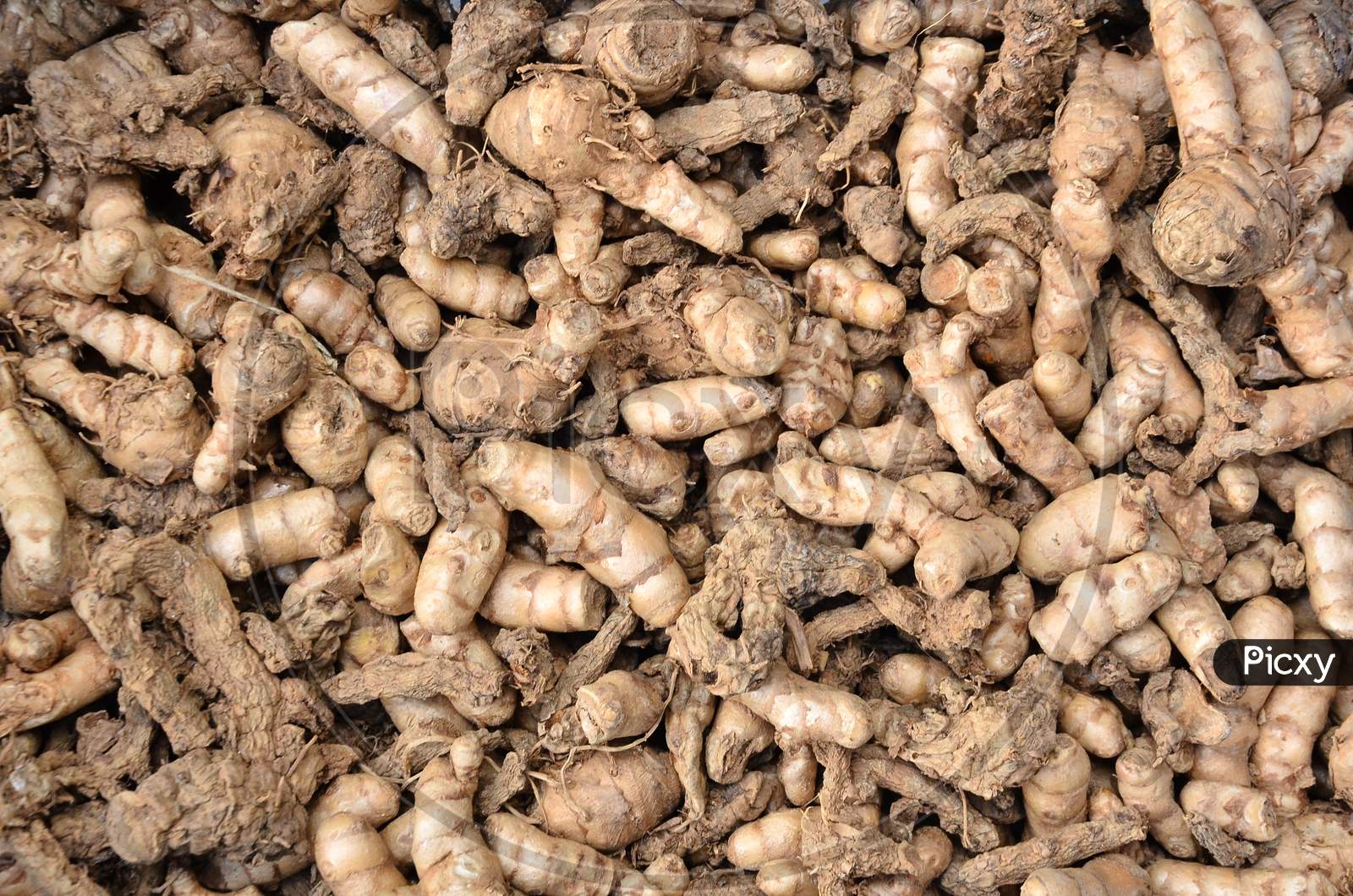 Ginger Roots Closeup Forming a background