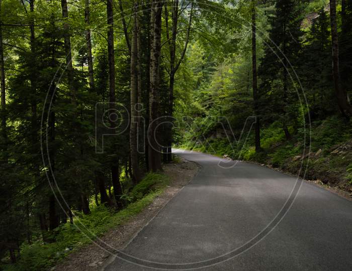 Deep Forest Roads