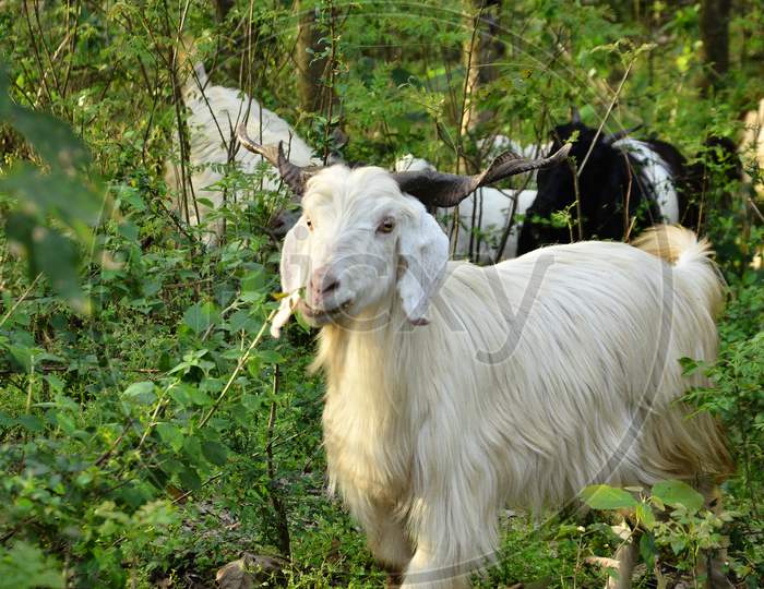 Goats in natural location Himachal pradesh India