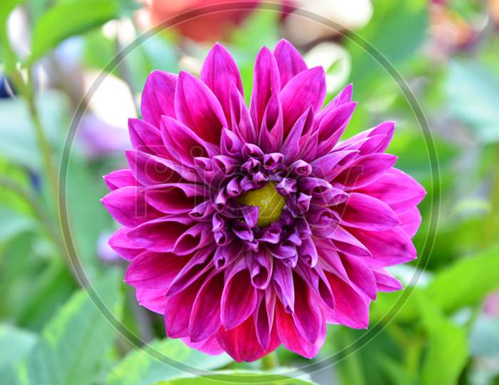 Beautiful flower in the closeup