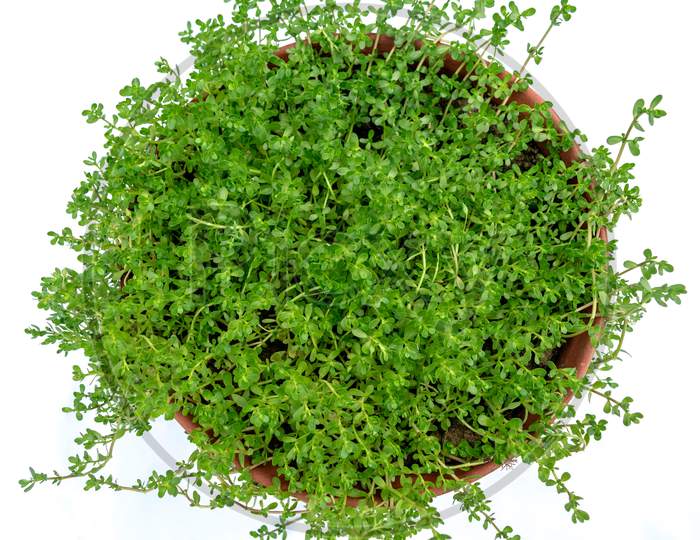 Image of Bacopa monnieri, creeping herb on a white background.