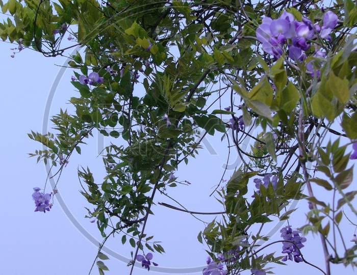 Chinese Wisteria，Bean Tree，Purplevine