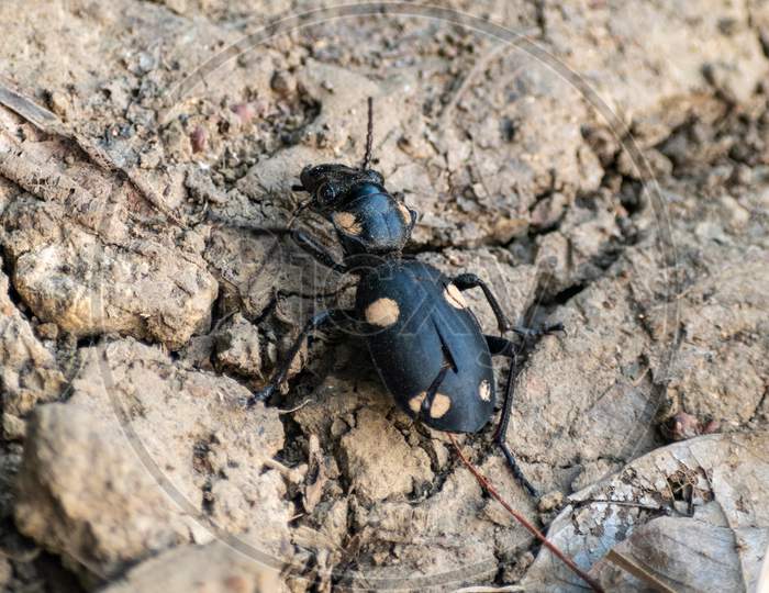 Dead Titanus giganteus beetle walking on a ground