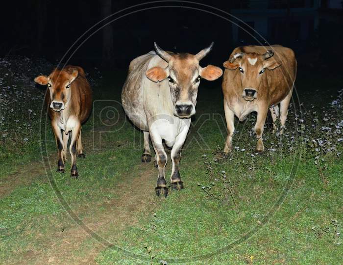 Cows In Rural Indian Villages