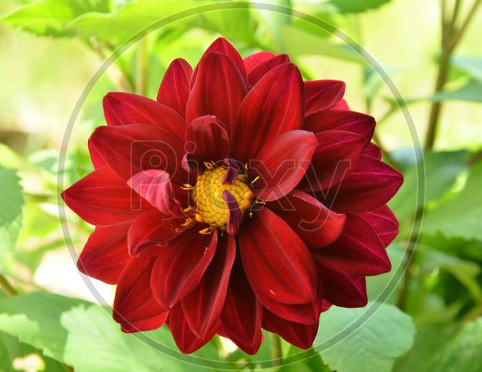 Beautiful red flower in the closeup