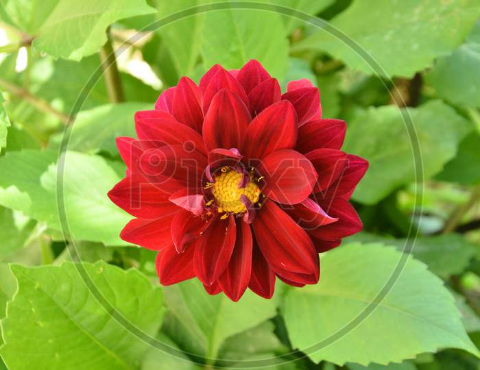 Red Flower view of Nadaun  Himachal pradash India