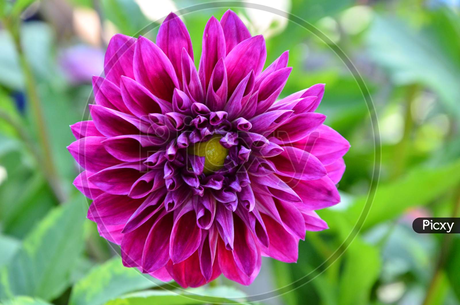 Beautiful flower in the garden