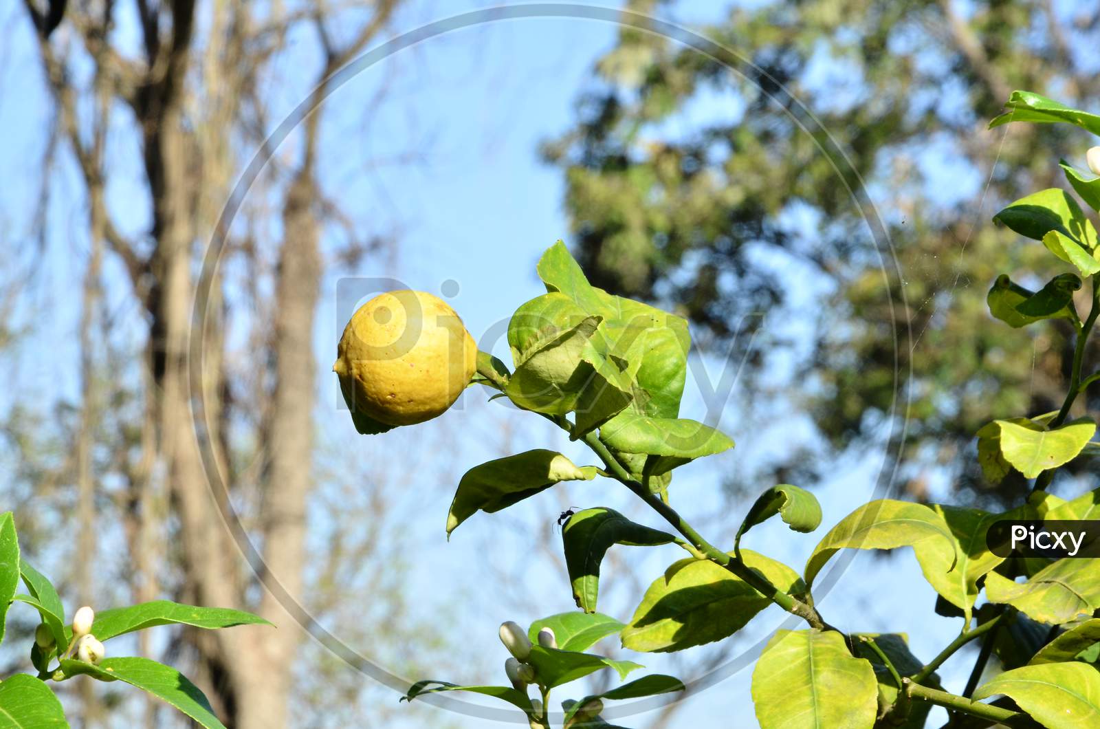 Lemon On tree